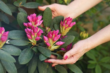 hands hugging rhododendron bush clipart