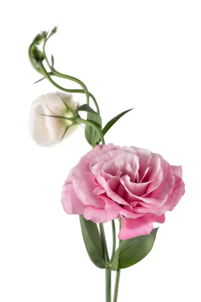 Eustoma rosa isolato su bianco — Foto Stock