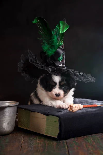 Cucciolo nel cappello della strega — Foto Stock