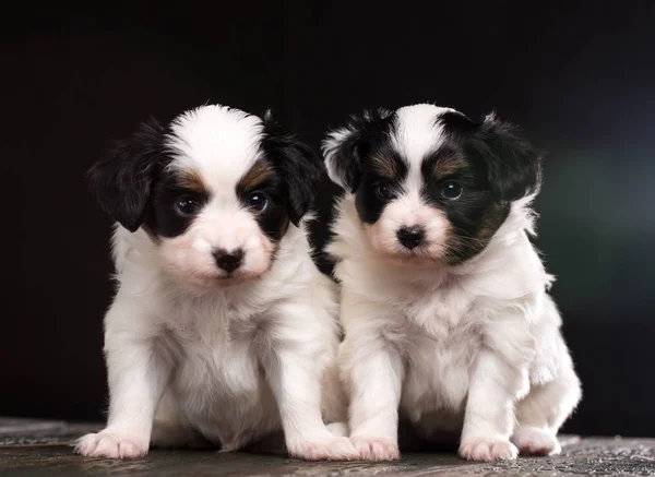 Dos perritos lindos. Retrato de primer plano —  Fotos de Stock