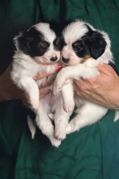 Два щенка в женских руках — стоковое фото