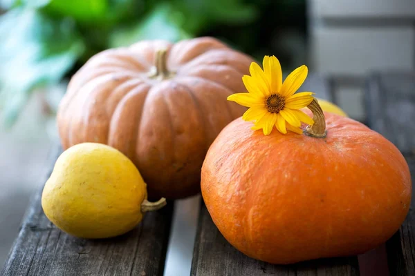 Calabazas decorativas, primer plano — Foto de Stock