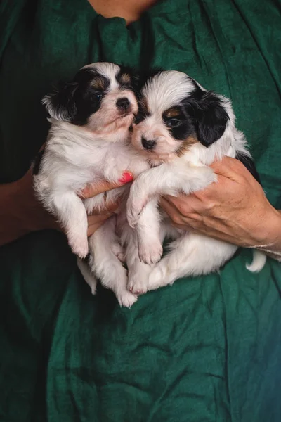 Dos lindos cachorros en manos femeninas —  Fotos de Stock
