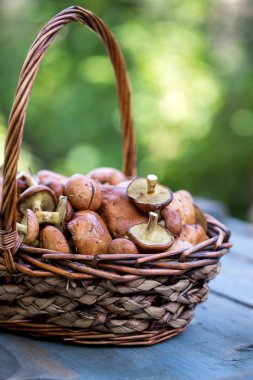 Orman mantar ile büyük sepet