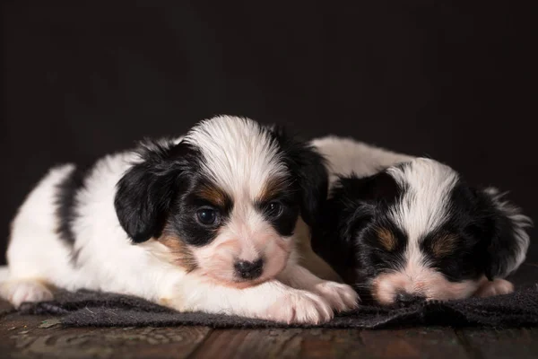 Dos cachorros relajantes —  Fotos de Stock