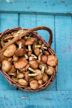 Orman mantar, üstten görünüm