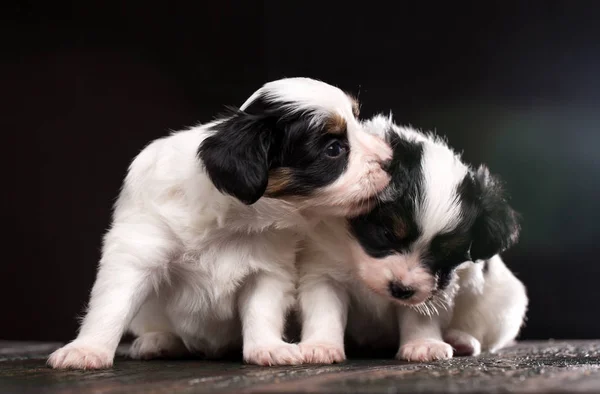 Dois cachorros estão brincando — Fotografia de Stock