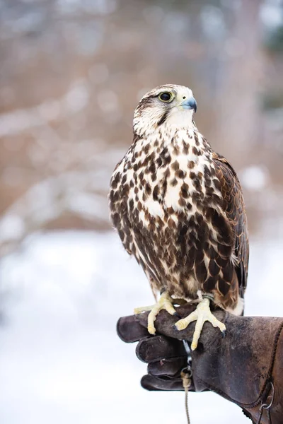Falcon se sienta en una mano con guantes —  Fotos de Stock