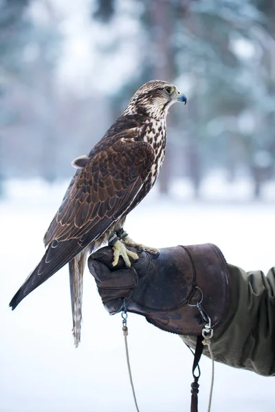 Falcon sits on a hand — Stock Photo, Image