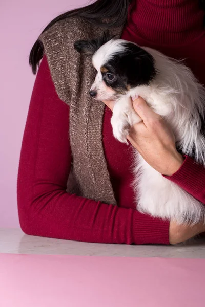 Puppy in hands — Stock Photo, Image