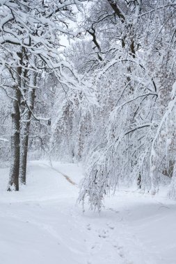 kar bükülmüş dalları