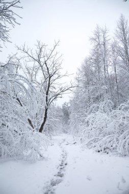 karlı bir ormanda yol
