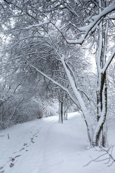 Árboles en la nieve — Foto de Stock