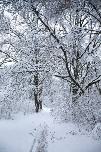 Sendero cubierto de nieve en el bosque — Foto de Stock