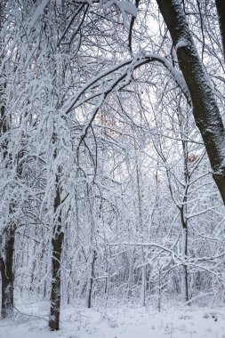 Kış beyaz çalılık