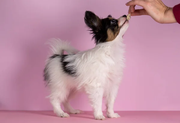 La anfitriona alimenta al cachorro — Foto de Stock