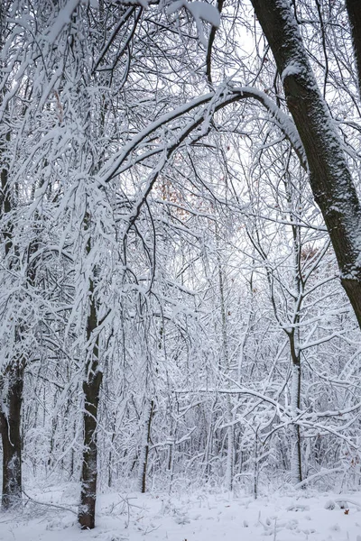 Inverno moita branca — Fotografia de Stock