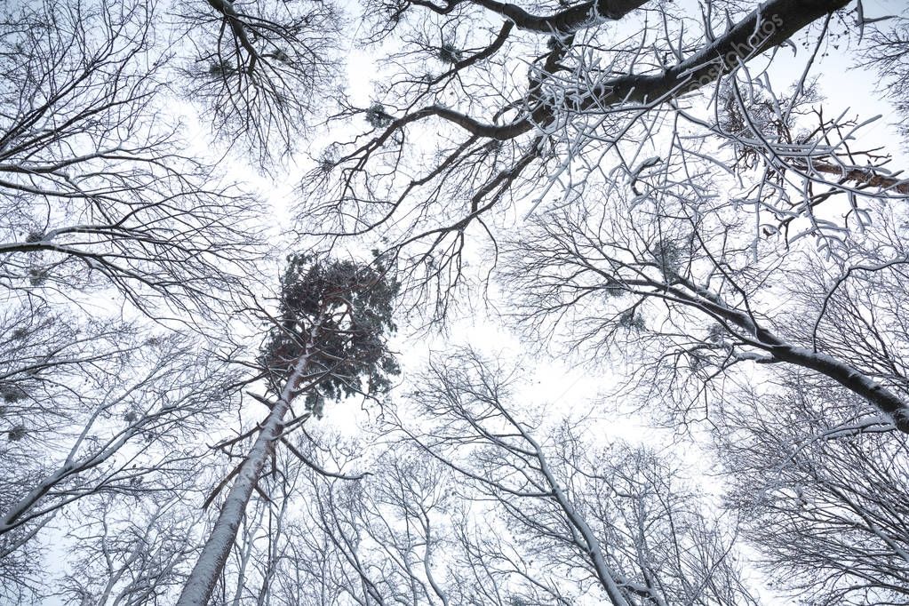 view from below on snow-covered trees