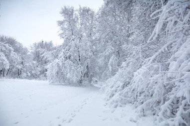 karla kaplı glade ormandaki