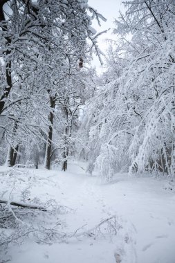 karda kırık ağaç