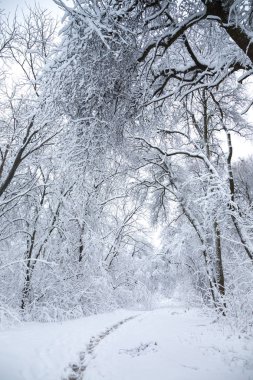 Güzel karlı manzara