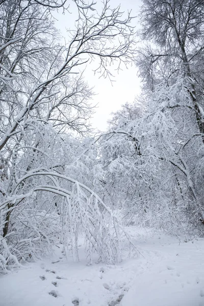 Bosque de invierno impenetrable — Foto de Stock