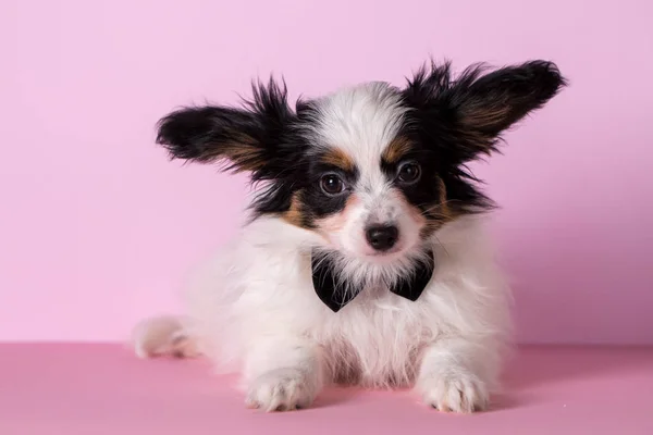 Precioso perrito en un arco — Foto de Stock