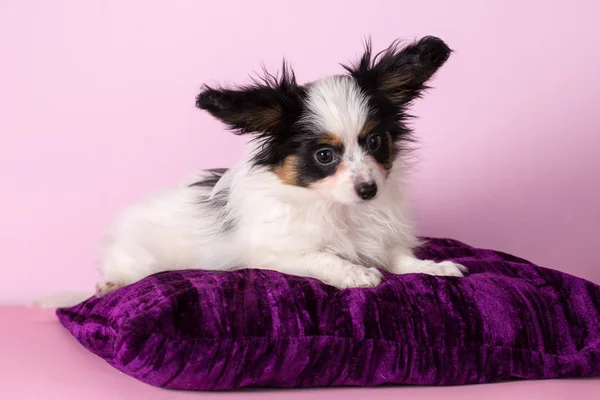 Puppy of papillon breed — Stock Photo, Image