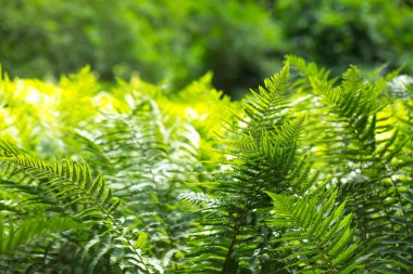 Beautyful eğreltiotu yaprakları