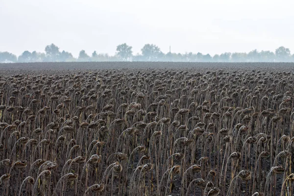 Girasoles marchitos en el campo —  Fotos de Stock