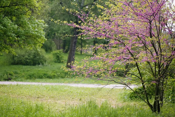 Landscape with Redbud Tree — Stock Photo, Image