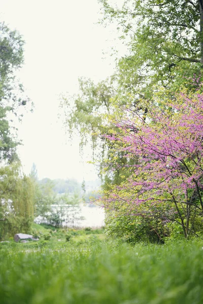 Blooming Redbud Tree — Stock Photo, Image