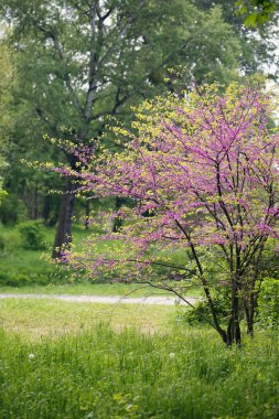 çiçek açan Erguvan Ağacı ile manzara