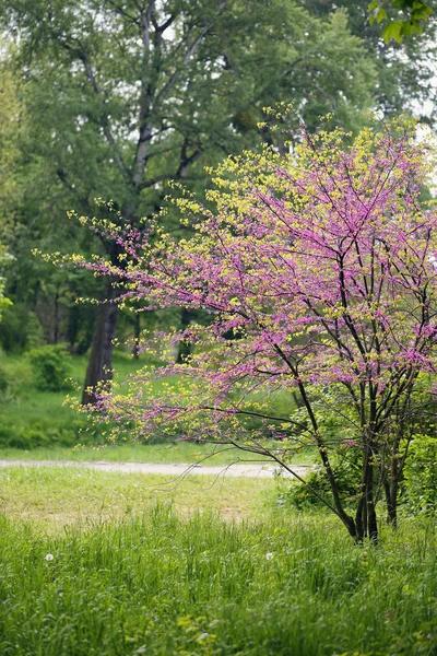 Landscape with blooming Redbud Tree — Stock Photo, Image