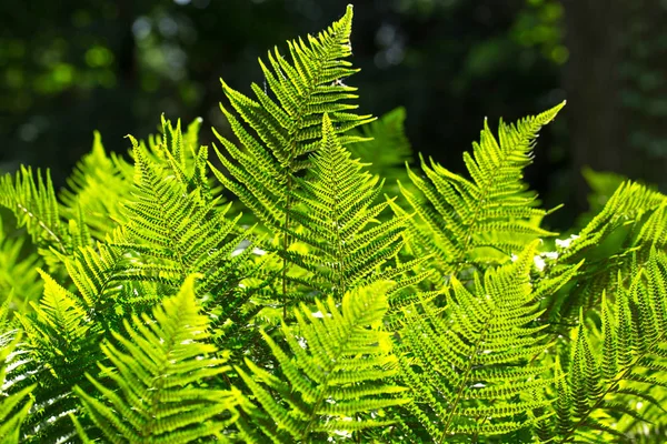 Květinové fern pozadí na slunci. — Stock fotografie