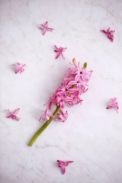 Fleurs d'une jacinthe rose — Photo