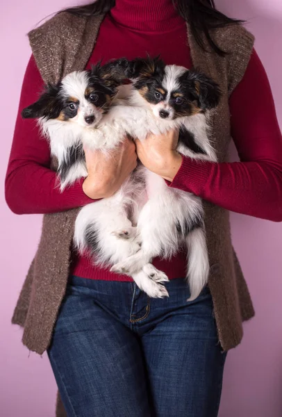 A woman is holding a pair of puppies — Stock Photo, Image