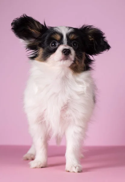 パピヨンの犬種の子犬 — ストック写真