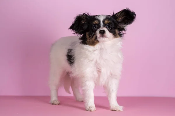 핑크 바탕에 강아지 — 스톡 사진