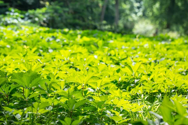 Greenerna på flickaktiga jungfrurna — Stockfoto