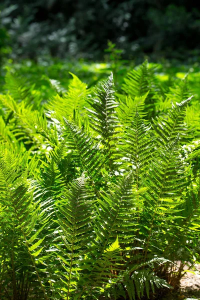 Folhas de samambaia verde suculentas — Fotografia de Stock