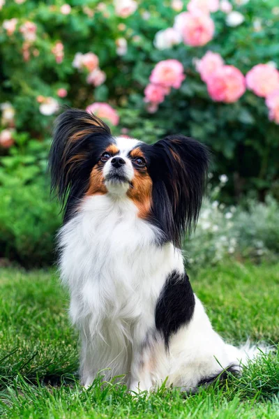 Собака породи папілон в саду — стокове фото