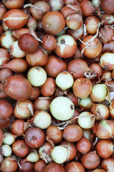 Vertical background of onion — Stock Photo, Image