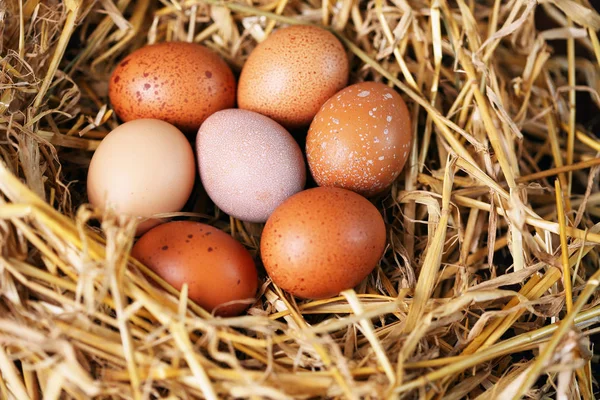 Seven eggs in nest — Stock Photo, Image