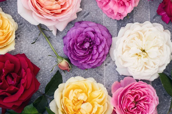 Egy szürke nyári Rózsa gyűjteménye — Stock Fotó
