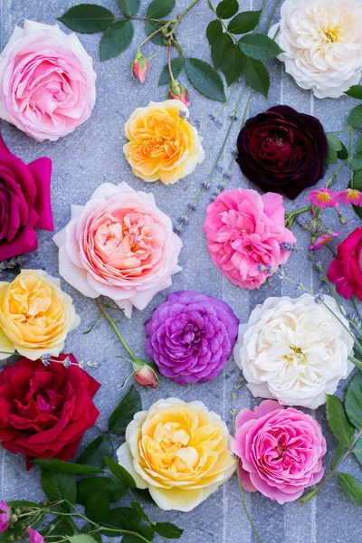 Muitas rosas em um cinza — Fotografia de Stock
