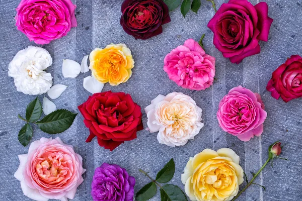Coleção de rosas, vista superior — Fotografia de Stock