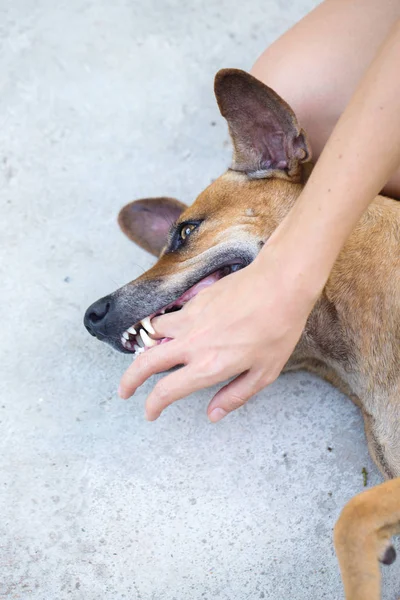 El perro muerde — Foto de Stock