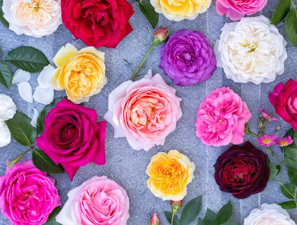 Muitas rosas em um fundo cinza — Fotografia de Stock