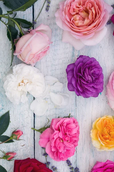 Beautiful multi-colored roses — Stock Photo, Image